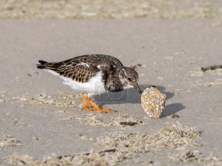 Ruddy turnstone, Arenaria interprète, retournant une pierre sur le sable de la plage de Scheveningen, Pays-Bas