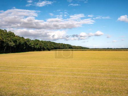 Téléchargez les photos : Glyphosate, un herbicide chimique, pulvérisé sur le terrain pour lutter contre les mauvaises herbes à Flevopolder, Pays-Bas - en image libre de droit