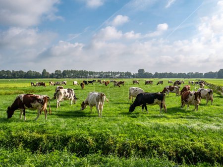 Herd of Friesian Holstein and Red-White diary cows grazing on green meadow in polder near Langweer, Friesland, Netherlands
