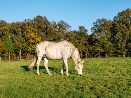 Foto de Grazing caballo yegua blanca comer hierba en el prado en otoño cerca de la ciudad de Ootmarsum, Overijssel, Países Bajos - Imagen libre de derechos
