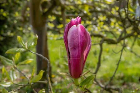 Téléchargez les photos : Lily magnolia, Magnolia liliiflora Nigra, bourgeon de fleur rose foncé ou pourpre au printemps, Pays-Bas - en image libre de droit