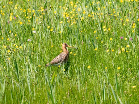 Téléchargez les photos : Tourterelle à queue noire, Limosa limosa, dans un champ avec des fleurs sauvages à polder Eempolder, Pays-Bas - en image libre de droit