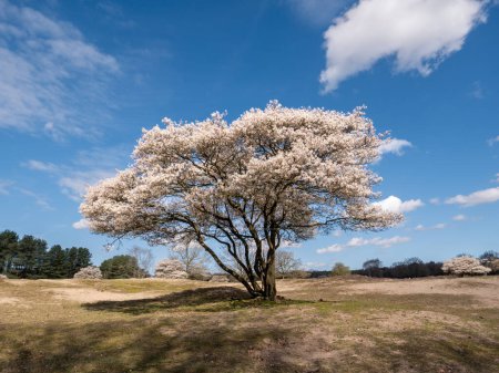 Photo for Juneberry or snowy mespilus tree, Amelanchier lamarkii, blooming in spring in nature reserve Zuiderheide, Het Gooi, North Holland, Netherlands - Royalty Free Image