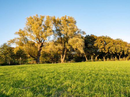 Téléchargez les photos : Prairies et arbres, automne à la campagne près de Ootmarsum, Overijssel, Pays-Bas - en image libre de droit