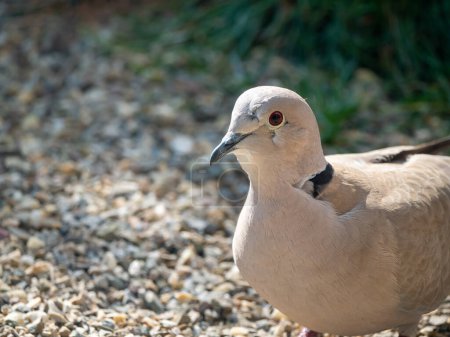 Photo for Collared dove, Streptopelia decaocto, in garden, Netherlands - Royalty Free Image
