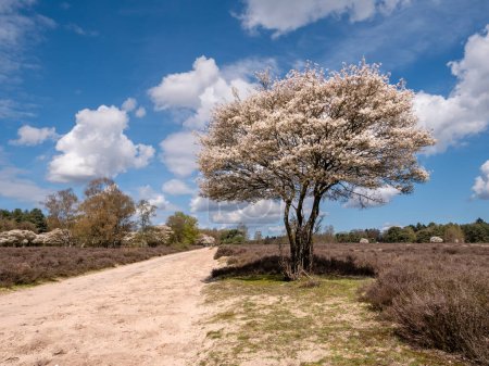 Photo for Juneberry or serviceberry tree, Amelanchier lamarkii, in bloom next to footpath in Zuiderheide nature reserve in Het Gooi, Netherlands - Royalty Free Image