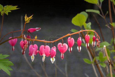 Photo for Flowers of Bleeding heart, Lamprocapnos spectabilis, in spring, Netherlands - Royalty Free Image