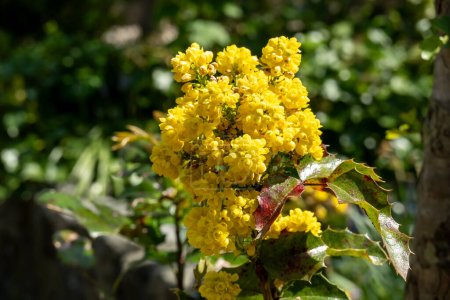 Photo for Yellow flowers in spring of Oregon grape, Berberis aquifolium, also known as holly-leaved barberry, Netherlands - Royalty Free Image