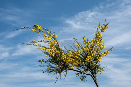 Photo for Blooming branches of common broom, Cytisus scoparius, with yellow flowers against blue sky, Netherlands - Royalty Free Image
