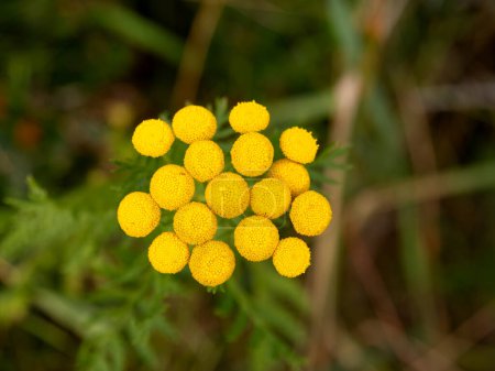 Tansy, bitter buttons, cow bitter, golden buttons, Tanacetum vulgare, yellow flowers on dark leaf background