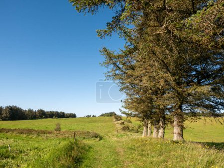 Landscape of pastures and conifer trees in autumn on Livo island, Limfjord, Denmark
