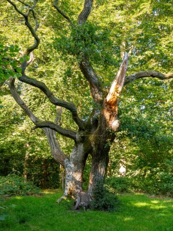 Ikonischer alter hohler Eichenbaum im Wald von Ege-Hassel auf der Insel Livo in Limfjord, Nordjylland, Dänemark