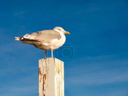 Single herring gull standing on wooden pole against a blue sky during golden hour, Limfjord, Nordjylland, Denmark