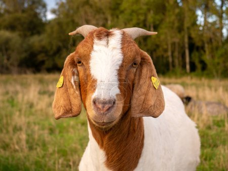 Portrait of head of brown white boer goat with ear tags looking at camera on Tuno island, Midtjylland, Denmark
