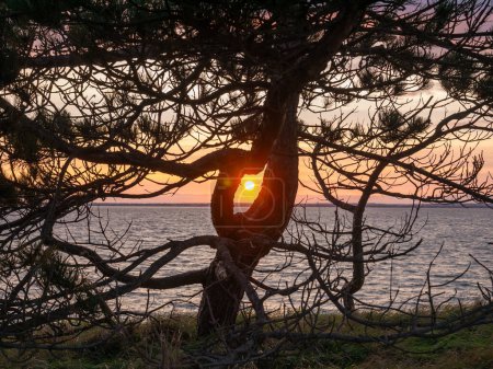 Sonnenuntergang durch Nadelbaumstämme an der Kattegat-Küste auf der Insel Tuno, Midtjylland, Dänemark