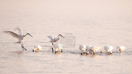 Weißer Löffler landet bei Ebbe in der Nähe einer Futtergruppe im flachen Wasser des Wattenmeeres, Den Oever, Niederlande