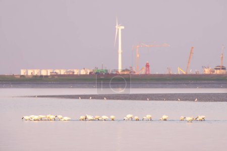 Weiße Löffler auf Nahrungssuche in flachen Gewässern bei Ebbe im Wattenmeer bei Den Oever, Niederlande