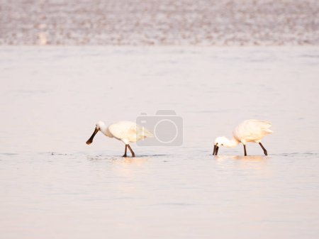 Two white spoonbills foraging in shallow waters at low tide on the Wadden Sea near Den Oever, Netherlands
