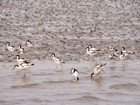 Group of pied avocets foraging in shallow water on Wadden Sea near Den Oever, North Holland, Netherlands