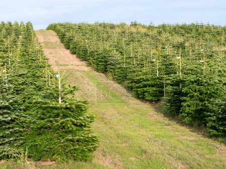 Rows of trees on hillside at Christmas tree plantation in Dyreborg, Faaborg-Midtfyn, Funen, Southern Denmark