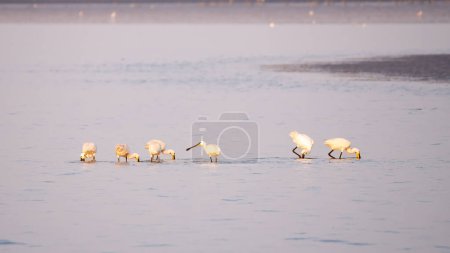 Group of seven white spoonbills foraging in shallow waters at low tide on the Wadden Sea near Den Oever, Netherlands