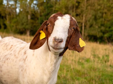 Portrait de tête de chèvre boer brun blanc avec des étiquettes d'oreille regardant la caméra sur l'île de Tuno, Midtjylland, Danemark