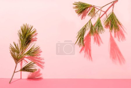 Foto de Dos ramas de pino contra la pared rosa con sombra aguda. - Imagen libre de derechos