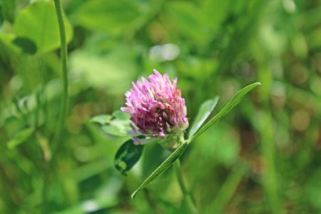 Photo for Red clover closeup against the green background, trifolium pratense flower - Royalty Free Image
