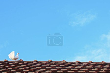 Téléchargez les photos : Pigeon fantail blanc sur le toit de la maison - en image libre de droit