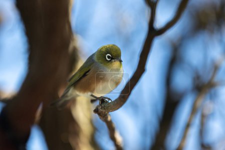 Photo for New Zealand Waxeye bird, also called Silvereye or Tauhou, perched gracefully on a branch, its vibrant plumage catching the light. A welcome visitor in the garden. - Royalty Free Image