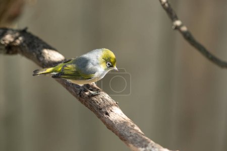 Téléchargez les photos : Oiseau Waxeye de Nouvelle-Zélande, également appelé Silvereye ou Tauhou, perché gracieusement sur une branche, son plumage vibrant capte la lumière. Un visiteur bienvenu dans le jardin. - en image libre de droit