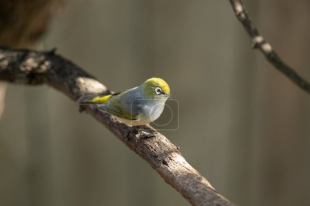 Téléchargez les photos : Oiseau Waxeye de Nouvelle-Zélande, également appelé Silvereye ou Tauhou, perché gracieusement sur une branche, son plumage vibrant capte la lumière. Un visiteur bienvenu dans le jardin. - en image libre de droit