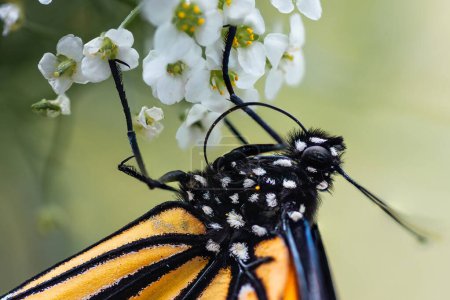 Una mariposa monarca colorida alimentándose de flores de alisa blanca. Su probóscis desenrollada está buscando néctar para alimentarse.