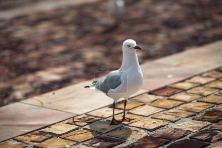 Seagull waiting for food in an urban street setting