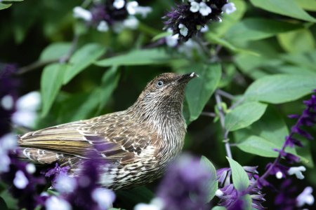 Photo for Little Wattlebird feeding in the flowers - Royalty Free Image