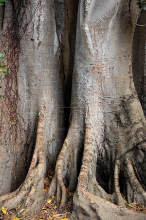 Ficus géant aux noms rayés dans l'écorce