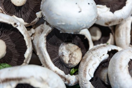 Close up of brown gills in white mushrooms