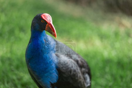 Close up of a Pukeko in the Park