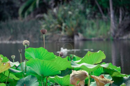 Verblasste Lotusblume blüht am Teich