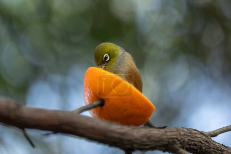 Un Waxeye, o Silvereye, encaramado en una rebanada de naranja, saboreando los cítricos. Este primer plano captura las intrincadas plumas del pájaro, destacando la belleza de la vida silvestre y la naturaleza, perfectas para la observación de aves y la fotografía de vida silvestre..