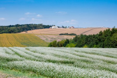 Foto de Enormes campos agrícolas en las colinas están separados por franjas forestales. Un campo floreciente de trigo sarraceno. Tierras agrícolas en la región de Ternopil en el oeste de Ucrania. - Imagen libre de derechos