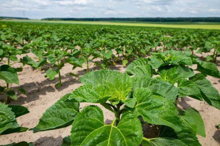 Téléchargez les photos : De grands champs agricoles sont semés de tournesols. La culture a bien germé après l'ensemencement, avec de belles feuilles saines et des tiges fortes. Le début de l'été dans la région de l'Ukraine, quelque part dans la région de Lviv - en image libre de droit