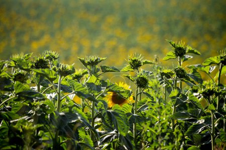 Téléchargez les photos : De grands champs agricoles sont semés de tournesols. Paysage rural expressif. Le milieu de l'été dans la région centrale de l'Ukraine, quelque part dans la région de Kropyvnytskyi. - en image libre de droit