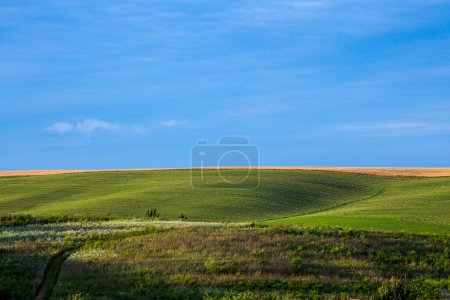 Téléchargez les photos : Des champs agricoles sans fin sur les pentes des collines sont ensemencés avec diverses cultures. Paysage rural paisible. Soirée d'été dans l'ouest de l'Ukraine près de Rivne. - en image libre de droit