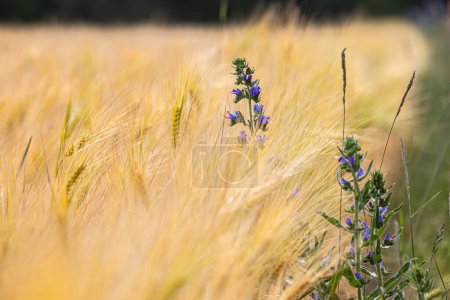 Photo for A fields of ripe barley or rye. Typical summertime landscape in Ukraine. Concept theme: Food security. Agricultural. Food production. Flowers of blue echium at the foreground. Lviv region. - Royalty Free Image