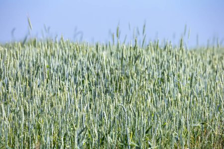 Téléchargez les photos : Des champs de blé vert. Paysage typique de l'été en Ukraine. Thème conceptuel : Sécurité alimentaire. Agricole. L'agriculture. Production alimentaire. Quelque part dans l'ouest de l'Ukraine. - en image libre de droit
