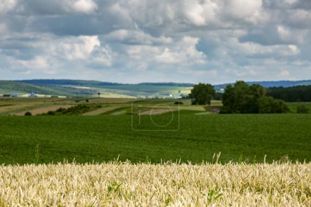 Téléchargez les photos : Des champs de blé mûr, prêts pour la récolte. Paysage typique de l'été en Ukraine. Thème conceptuel : Sécurité alimentaire. Agricole. L'agriculture. Production alimentaire. Région de Ternopil. - en image libre de droit