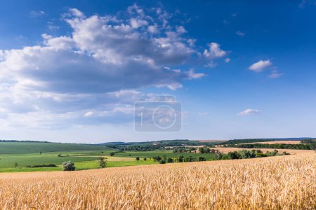 Téléchargez les photos : Des champs de blé mûr, prêts pour la récolte. Paysage typique de l'été en Ukraine. Thème conceptuel : Sécurité alimentaire. Agricole. L'agriculture. Production alimentaire. Quelque part dans le centre de l'Ukraine. - en image libre de droit