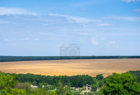 Photo for A fields of ripe wheat, ready for harvest. Typical summertime landscape in Ukraine. Concept theme: Food security. Agricultural. Farming. Food production. Dnipro city outskirts. - Royalty Free Image