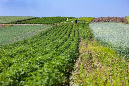 Téléchargez les photos : Les champs agricoles sur les pentes des collines sont plantés de pommes de terre. La culture pousse bien après l'ensemencement, a des feuilles saines, des tiges fortes et des fleurs. L'été dans l'ouest de l'Ukraine dans la région de Lviv. - en image libre de droit